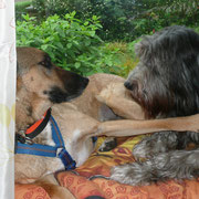 Barts absoluter Lieblingsplatz, das Blumenfenster: hier mit Freundin Athena 