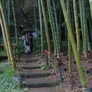 竹林も英勝寺の見どころの一つ