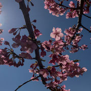 逆光に光る河津桜