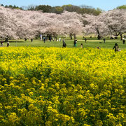 菜の花畑の奥に桜並木