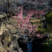 小川に梅の花が映えます