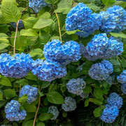 明月院の紫陽花はブルー一色で見ごたえがあります
