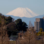 丹沢山塊の奥に見える富士山