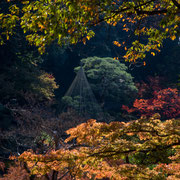 洋館前から日本庭園を見下ろしています。まさに紅葉の晩秋です