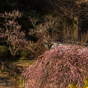 下入り口の紅梅を見下ろしています