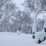 頂上直下の雪を纏った樹々