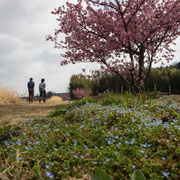 鶴見川に沿ってサイクリング/遊歩道があり良い散歩道となっています