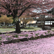 早咲き桜の絨毯