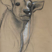 Sketches from the Museum für Naturkunde