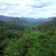 Khao Sok Jungle