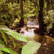 Jungle river