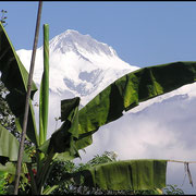 Tropische Vegetation, dahinter ewiges Eis.