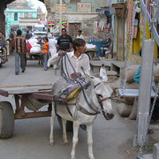 Auf den Dörfern oder in Kleinstädten Indiens sind Eselkarren nichts seltenes.