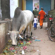 Millionen Kühe auf Indiens Straßen durchwühlen die Abfälle auf der ständigen Suche nach Futter.