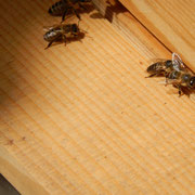 Bienen auf dem Flugbrett