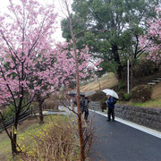 １７．今井の丘公園は華やかに彩られ