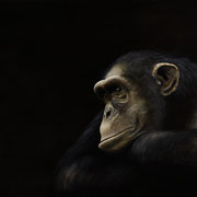  Den aufrechten Gang hätten wir uns sparen können … dachte der Affe, als er über den Menschen als das Ende der Evolution sinnierte (100x150)