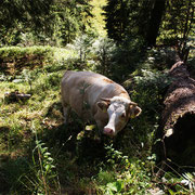 Man läuft nichts ahnend durch die Wälder und findet ein Rind