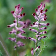 Phytothérapie