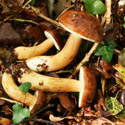 Mycothérapie