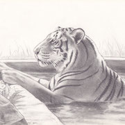 Z 4: Korfu (Bengaltiger, Tigerpark Dassow), 2014, Bleistiftzeichnung 30 x 20 cm.