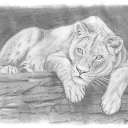 Z 2: Nala (Asiatische Löwin, Tigerpark Dassow). Bleistiftzeichnung 20 x 14 cm. 