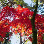 《登り口に立つ紅葉》これも見事に色付いていました。