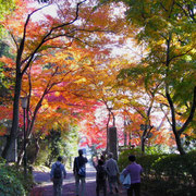 《能仁寺境内の紅葉》日差しがあると、紅葉の輝きが増しますね。