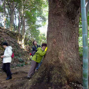 《この～木なんの木？》多峯主山からの下山途中にそびえ立つ巨木。