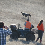 Cota retrieving a chukar for one of our Wounded Warriors