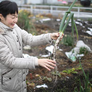 ねぎ 畑 無農薬