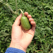 西瓜 夏野菜 オクラ 畑