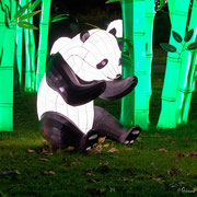 Le paradis des pandas
