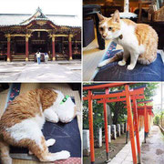 [Kuroneko no Instagram] 21/08/2016 Eu fui para Nezu-Jinja Shrine semana passada 🐾 e ai eu pude me refrescar 😉🐈💖