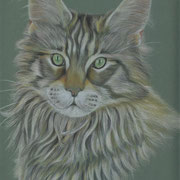 Katzenzeichnung, Maine Coon Katze, Farbstiftportrait