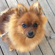 Pin Up - Réf 265020817 - F - 2016 - Obéissance: base - Rem : calme et sociable -  Cours éducation canine