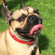 Lewis - Réf : 140802/16 - M - Bouledogue français - 2014 - Obéissance : + Rem : donne patte gauche, droite - Joueur. 