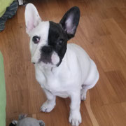 Nova - Réf 230160617 - M - Bouledogue français - 2017 - Obéissance: avancée