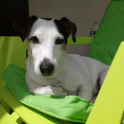 Emyl - Réf 93161216 - Jack Russel - M - 02/2008 - Obéissance de base - Rem : Pistage