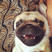 Octave - Réf 156090317 - M - Carlin - 2015 - Rem : expo