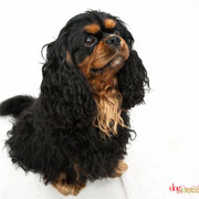 Lucky - Réf 240527 - Cavalier King Charles - Tournages & Photos - Rem : Dogdance +++ - Comprends le danois