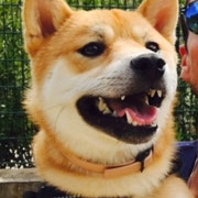 Largo - Réf 34031016 - Shiba inu - Mâle - 10/2015 - Obéissance de base - Rem : Agility