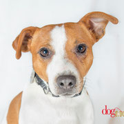 Nagai - Réf 160504 - Jack Russel - M - Tournage & Photos - Rem : Chasse à courre - Fait le beau - Football -