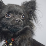 Ebène - Réf 30200916 - Chihuahua - M - 11/2015 - Obéissance de base - 