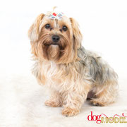 Mao - Réf 260723 - Yorkshire - M - Photos uniquement 