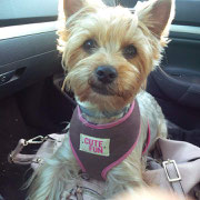  Joye - Réf 62151116 - Yorkshire - F - 01/2014 - Obéissance de base - Rem : Expo - Joueuse