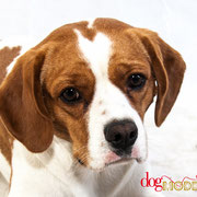 Buddy - Réf 310513 - Beagle X King Charles - M - Tournage & Photos - Rem : Obéissance - Roule - Donne la patte 