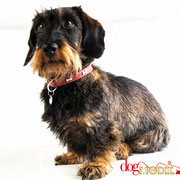 Lucien - Réf 310501 - Teckel  - M - Photos uniquement