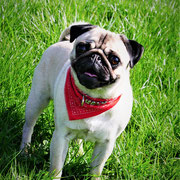 Kaly - Réf 189110417 - F - Tournage & Photos - Obéissance de base - Rem : Très photogénique