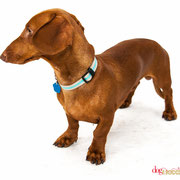 Maurice - Réf 240522 - Teckel - M - Tournage & Photos - Rem : expo - 3ème place concours Dog Model saison 1